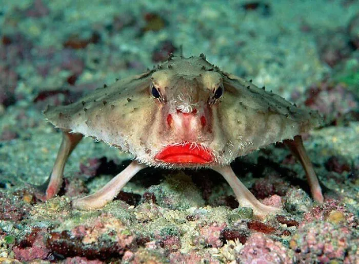 El pez murciélago de labios rojos o pez murciélago de las Galápagos es un pez de morfología inusual que se encuentra alrededor de las Islas Galápagos y frente a Perú a profundidades de entre 3 y 76 metros