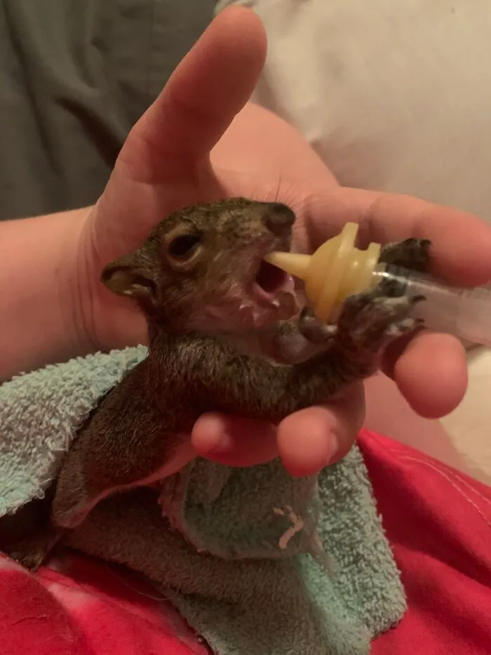 My Besties Squirrel