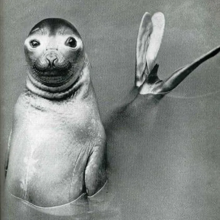 A Curious Sea Lion Poses For The Camera