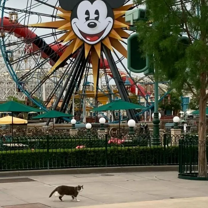 About 200 Feral Cats Roam The Disneyland Grounds, Where They Help Control The Theme Park's Rodent Population
