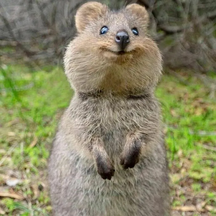 Quokka: Considerado el animal más feliz del mundo, el quokka también es conocido como el walabí de cola corta