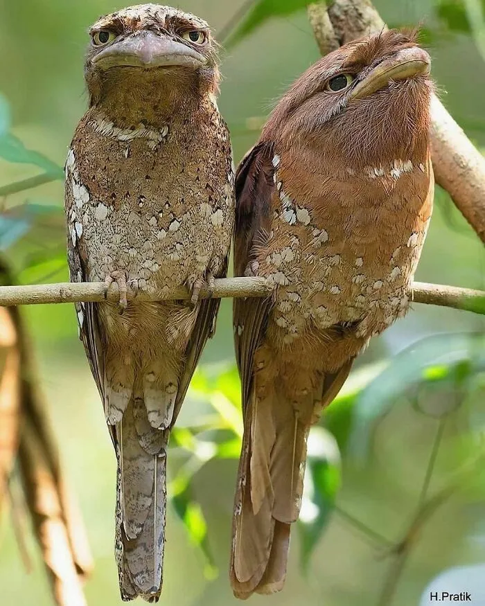 Podargo o pájaro boca de rana: Su nombre se debe a su gran pico aplanado con forma de gancho y a su enorme boca de rana, que utilizan para capturar insectos