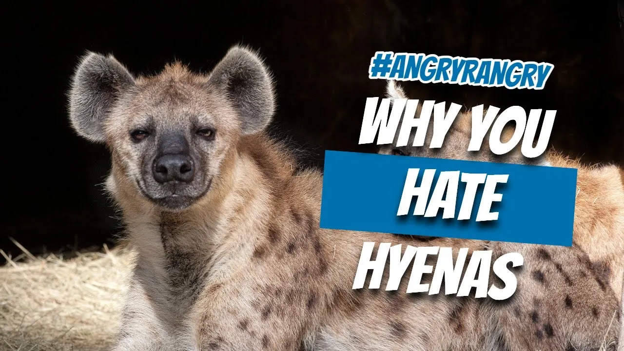 I Spent A Few Hours Making A Video On Why Hyenas Are So Vilified