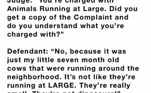 40 Of The Funniest Things People Overheard In Courthouses, As Shared On This Instagram Page (New Posts)
