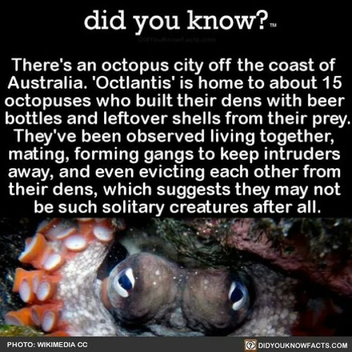 “Did You Know?”: 50 Random Facts About Our World To Let You Learn Something New Today