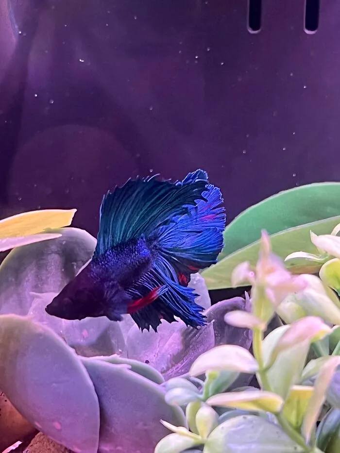 I’d Like You To Meet Dragon Scale