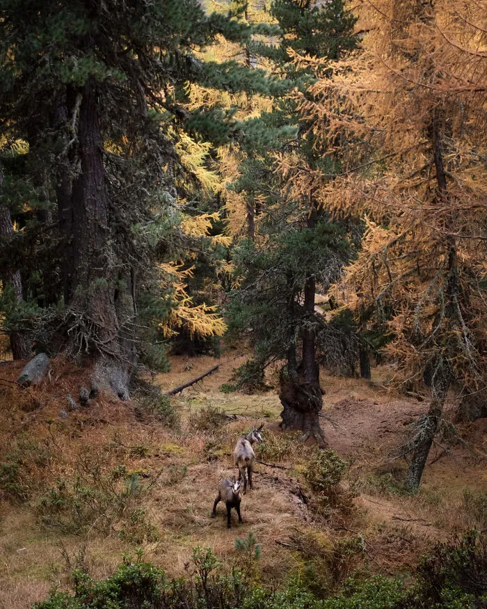 Magical Encounter With Two Curious Chamoix In The Forest
