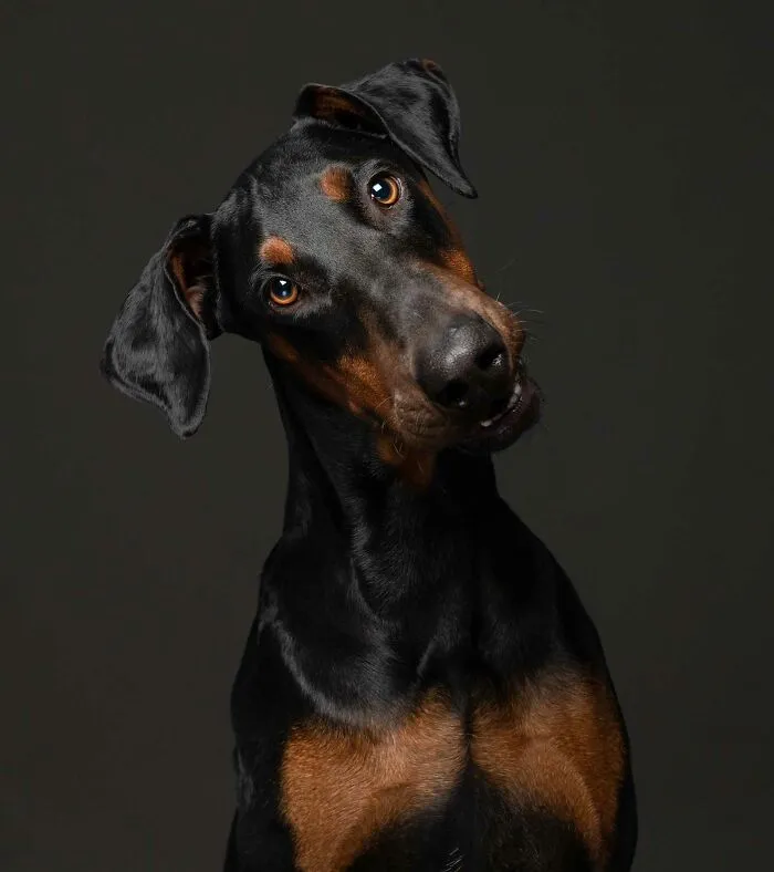Leo - Encontrado vagando por las calles de Johannesburgo como un callejero