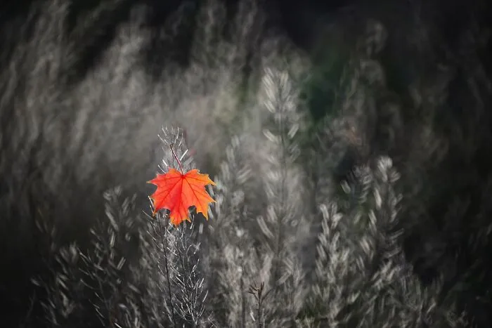 Nature In Spring, Summer, And Autumn: My 35 Photos By Me