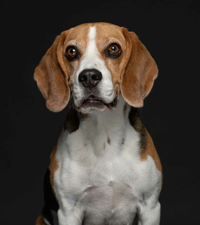 Eddie - Dado en adopción después de que la familia que lo compró no pudiera soportar su comportamiento bullicioso