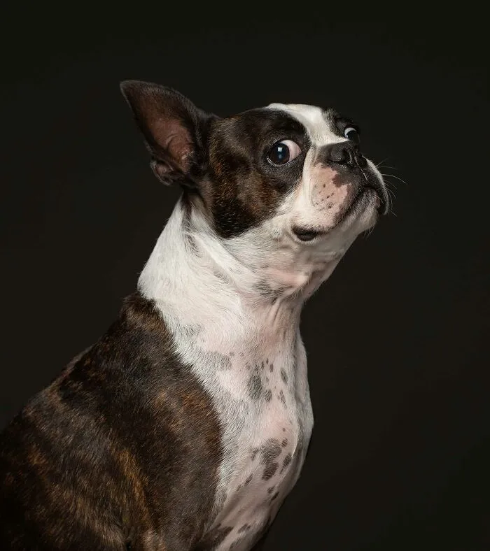 Stoffel - Unwanted By His Owners