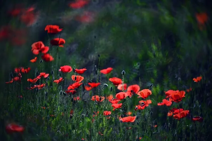 Nature In Spring, Summer, And Autumn: My 35 Photos By Me
