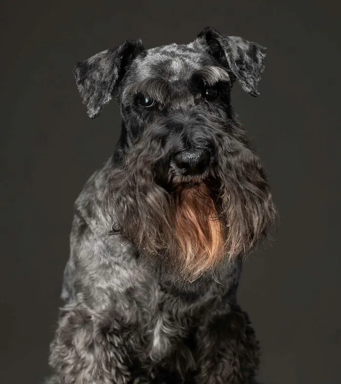 Lisa - Utilizada como una máquina de hacer cachorros hasta que fue demasiado vieja