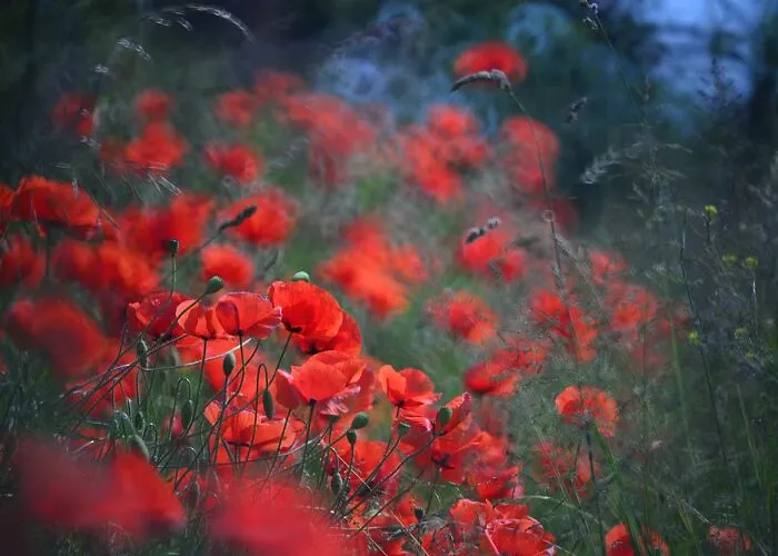 Nature In Spring, Summer, And Autumn: My 35 Photos By Me