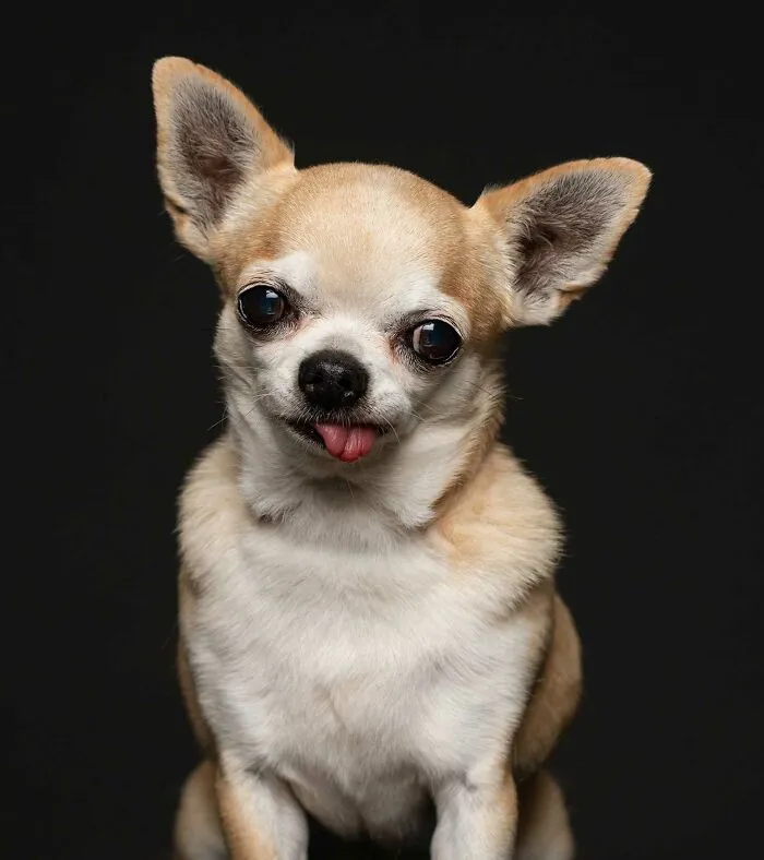 Queenie - Utilizada como máquina para hacer cachorros y mantenida en una jaula durante 8 años