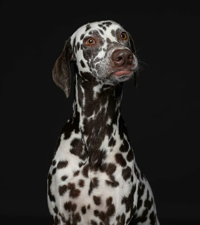Riley - Abandonada a su suerte en una propiedad alquilada