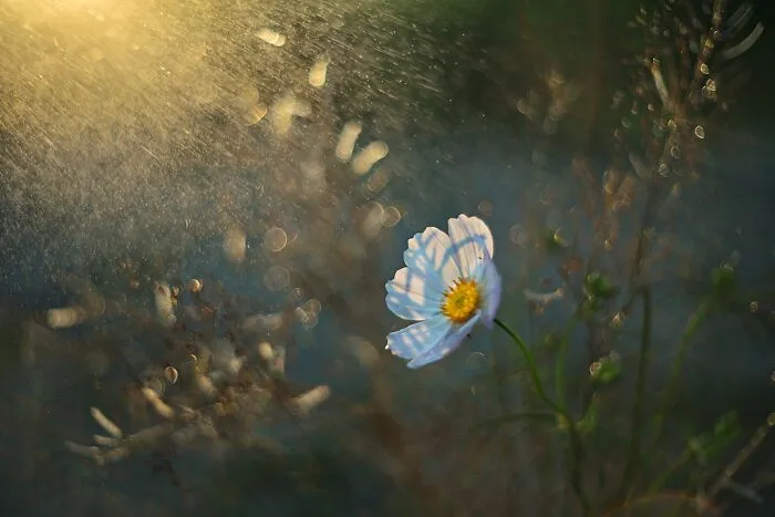 Nature In Spring, Summer, And Autumn: My 35 Photos By Me
