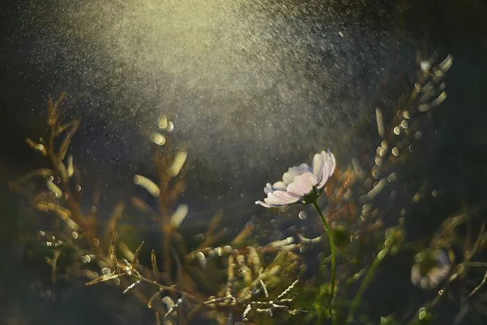 Nature In Spring, Summer, And Autumn: My 35 Photos By Me