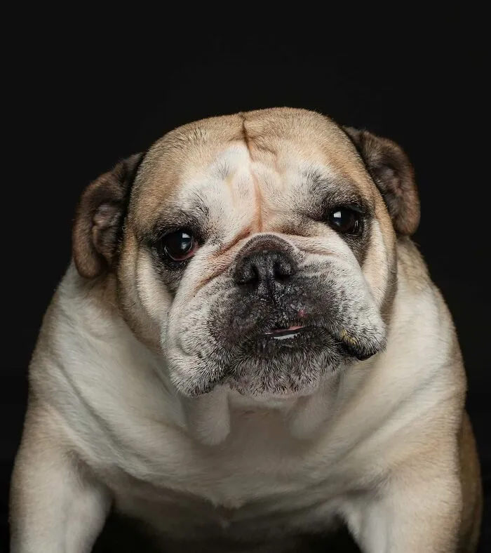 Brooklyn-Stella -  Sold On Facebook After She Was No Longer Useful To Her Breeder