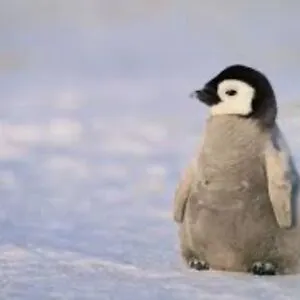Waddling Land Fish (they/she)