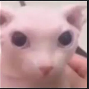 bingus