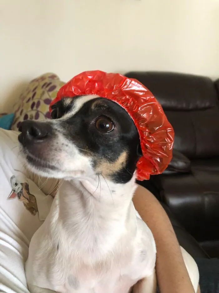 My Dog Minnie In A Shower Cap