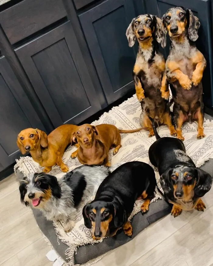 Woman Shares Her Life With 8 Rescue Dachshunds, And Here Are 25 Of The Funniest Pictures Of Them