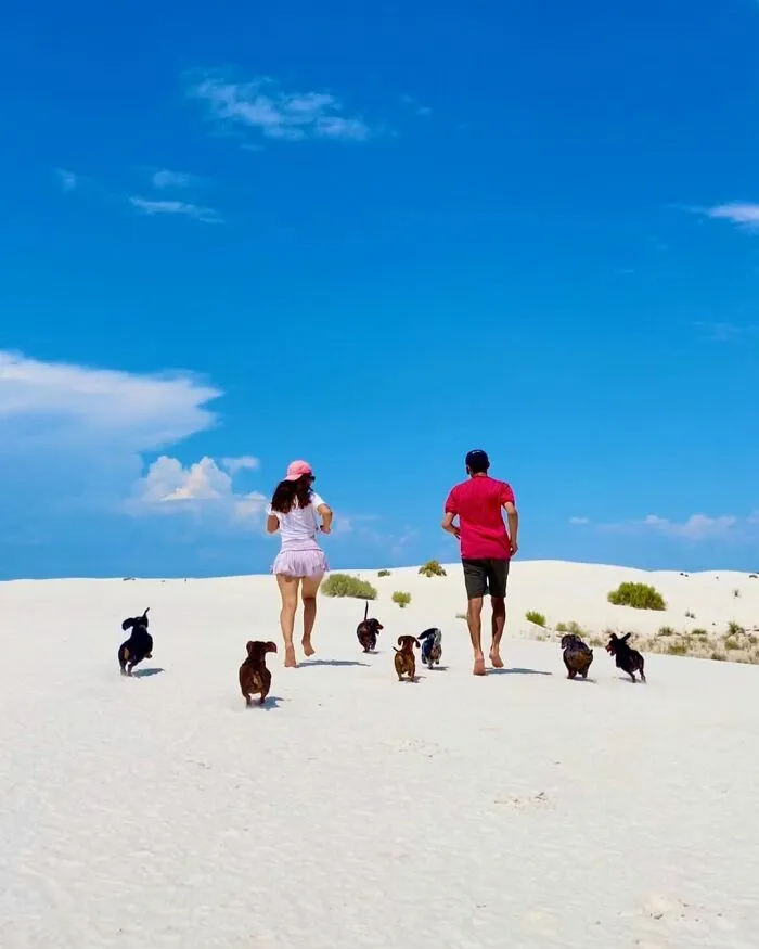 Woman Shares Her Life With 8 Rescue Dachshunds, And Here Are 25 Of The Funniest Pictures Of Them