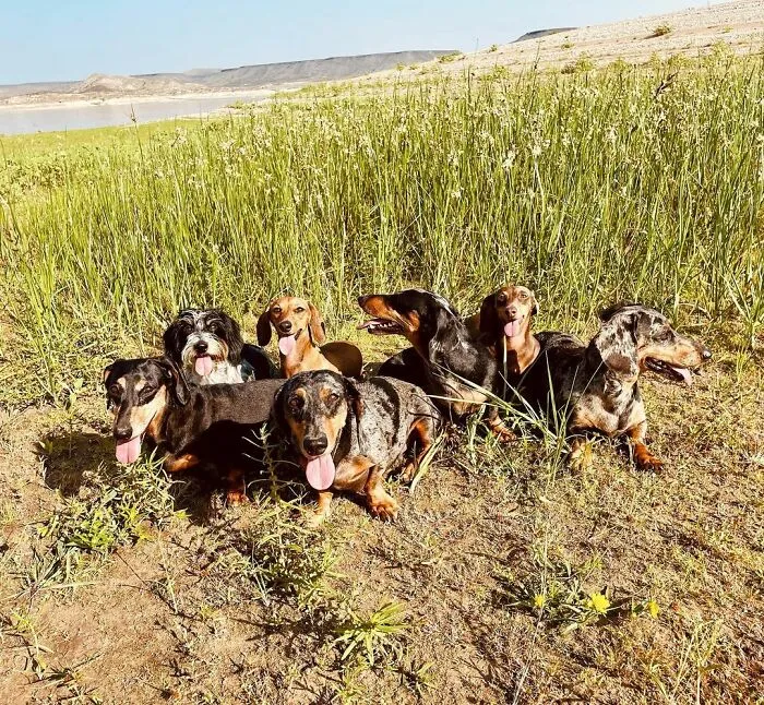 Woman Shares Her Life With 8 Rescue Dachshunds, And Here Are 25 Of The Funniest Pictures Of Them