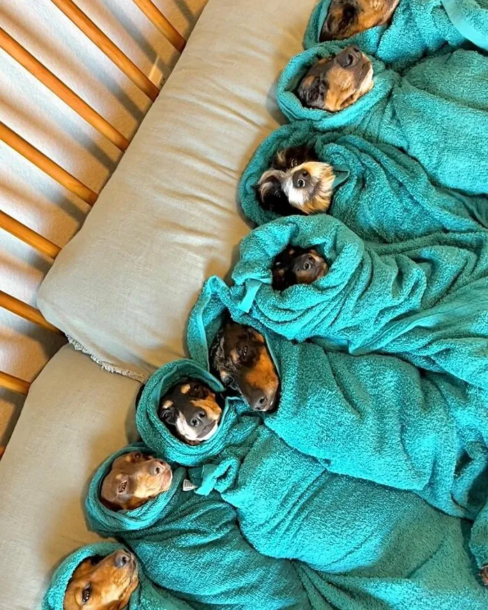 Woman Shares Her Life With 8 Rescue Dachshunds, And Here Are 25 Of The Funniest Pictures Of Them