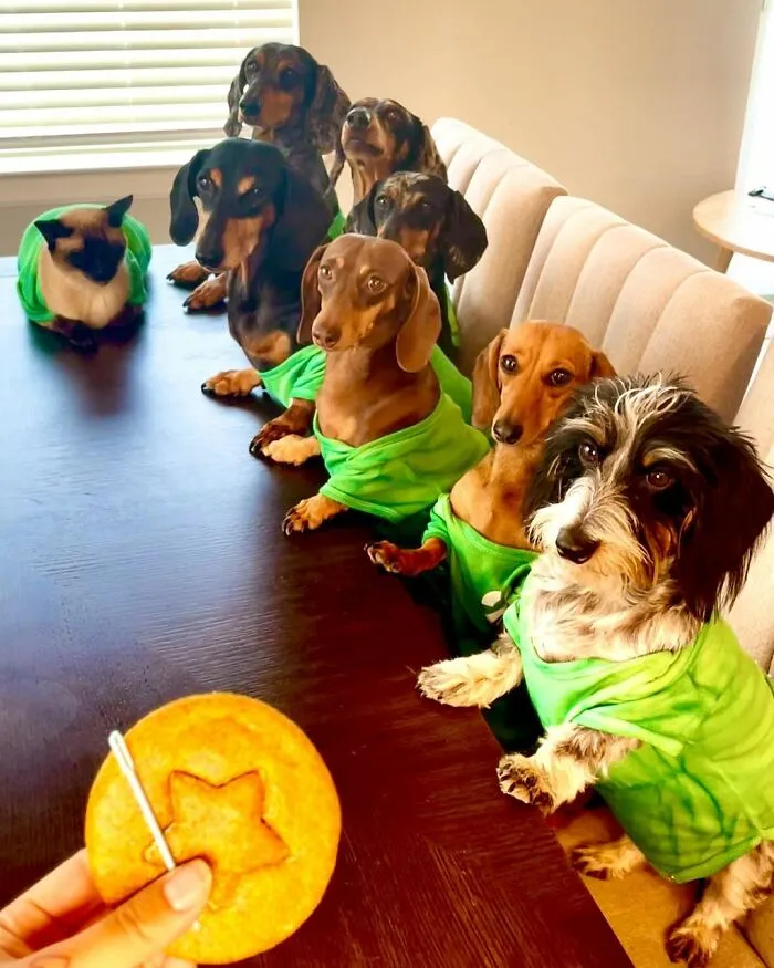 Woman Shares Her Life With 8 Rescue Dachshunds, And Here Are 25 Of The Funniest Pictures Of Them