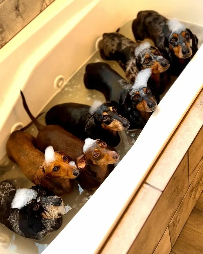 Woman Shares Her Life With 8 Rescue Dachshunds, And Here Are 25 Of The Funniest Pictures Of Them