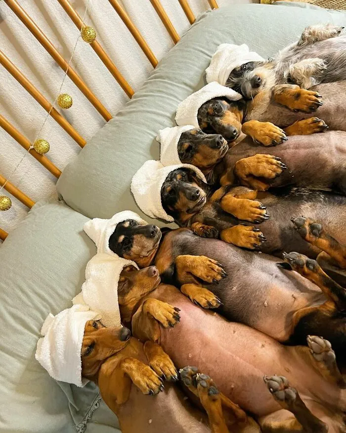 Woman Shares Her Life With 8 Rescue Dachshunds, And Here Are 25 Of The Funniest Pictures Of Them