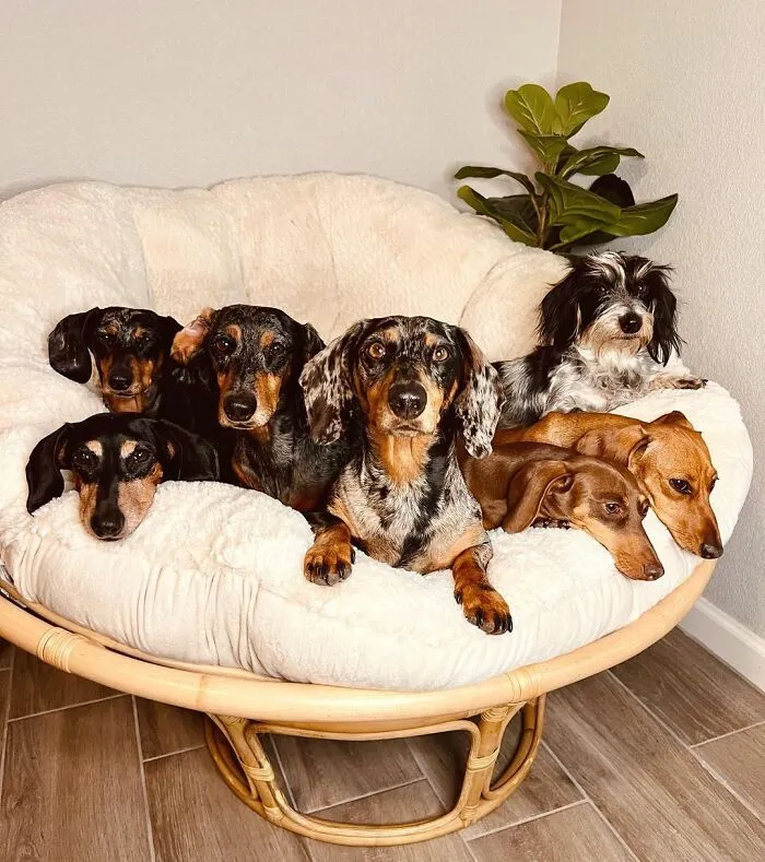 Woman Shares Her Life With 8 Rescue Dachshunds, And Here Are 25 Of The Funniest Pictures Of Them