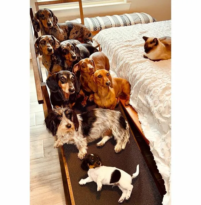 Woman Shares Her Life With 8 Rescue Dachshunds, And Here Are 25 Of The Funniest Pictures Of Them