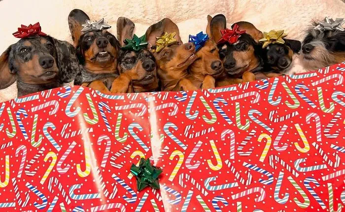 Woman Shares Her Life With 8 Rescue Dachshunds, And Here Are 25 Of The Funniest Pictures Of Them