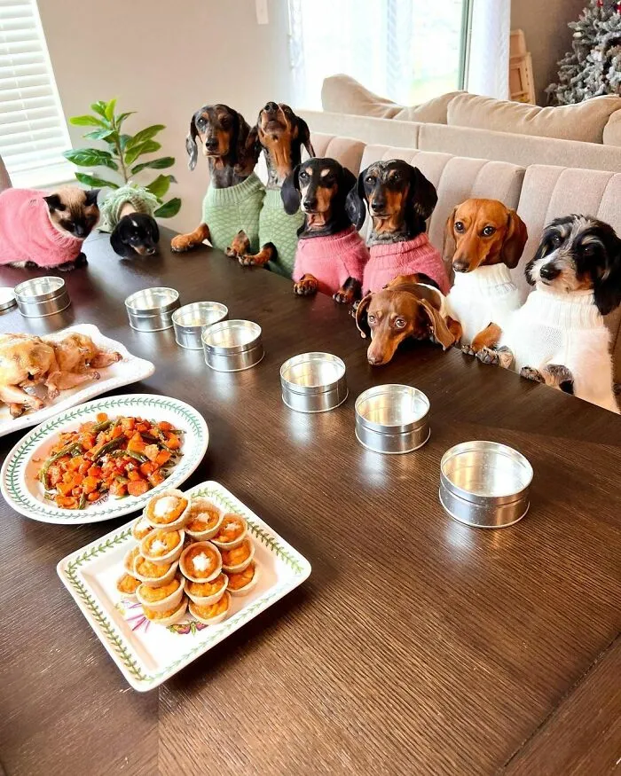 Woman Shares Her Life With 8 Rescue Dachshunds, And Here Are 25 Of The Funniest Pictures Of Them
