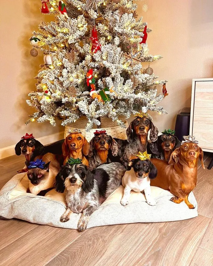 Woman Shares Her Life With 8 Rescue Dachshunds, And Here Are 25 Of The Funniest Pictures Of Them