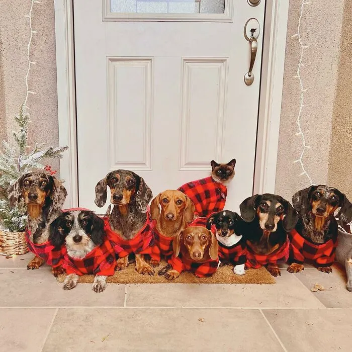 Woman Shares Her Life With 8 Rescue Dachshunds, And Here Are 25 Of The Funniest Pictures Of Them