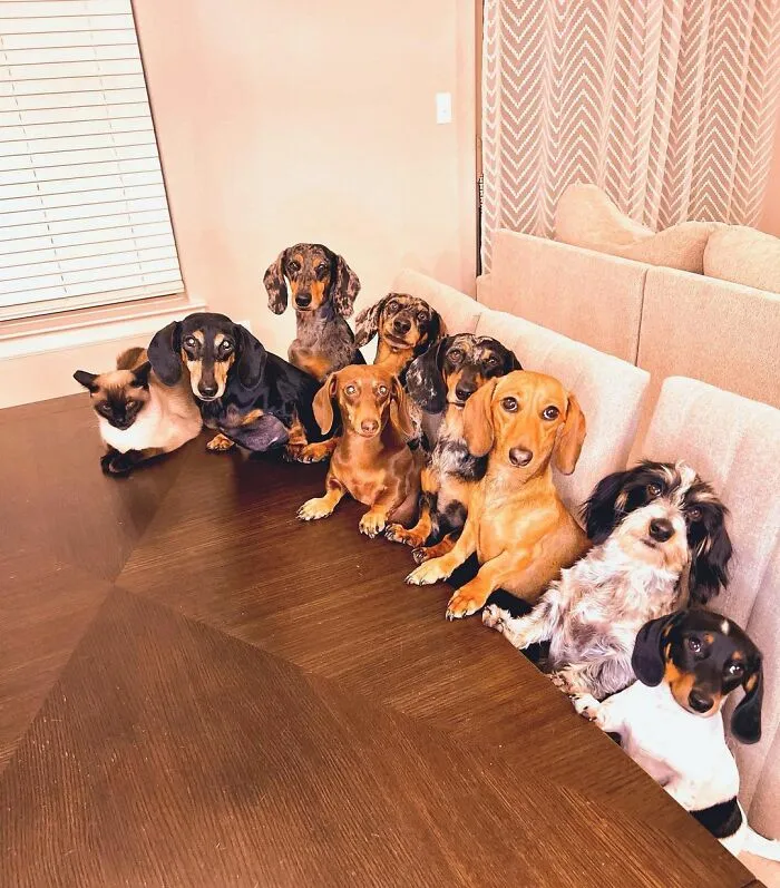 Woman Shares Her Life With 8 Rescue Dachshunds, And Here Are 25 Of The Funniest Pictures Of Them