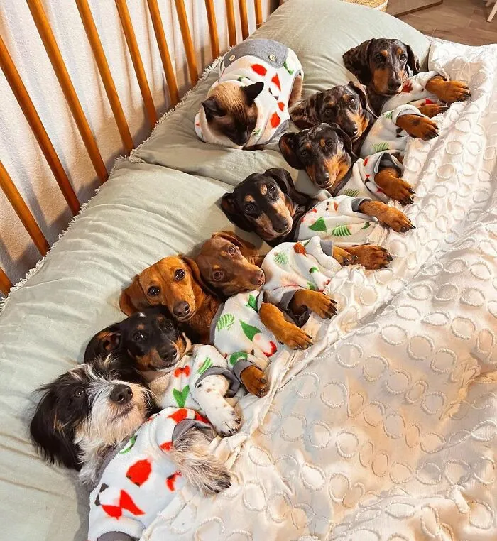 Woman Shares Her Life With 8 Rescue Dachshunds, And Here Are 25 Of The Funniest Pictures Of Them