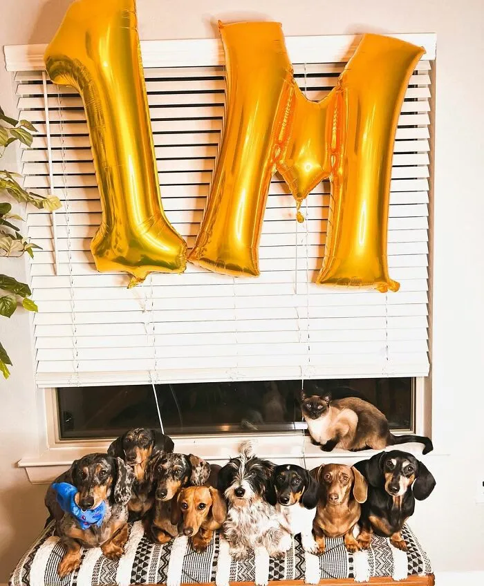 Woman Shares Her Life With 8 Rescue Dachshunds, And Here Are 25 Of The Funniest Pictures Of Them