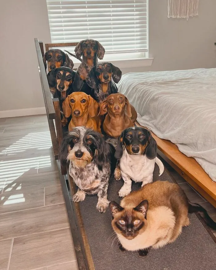 Woman Shares Her Life With 8 Rescue Dachshunds, And Here Are 25 Of The Funniest Pictures Of Them