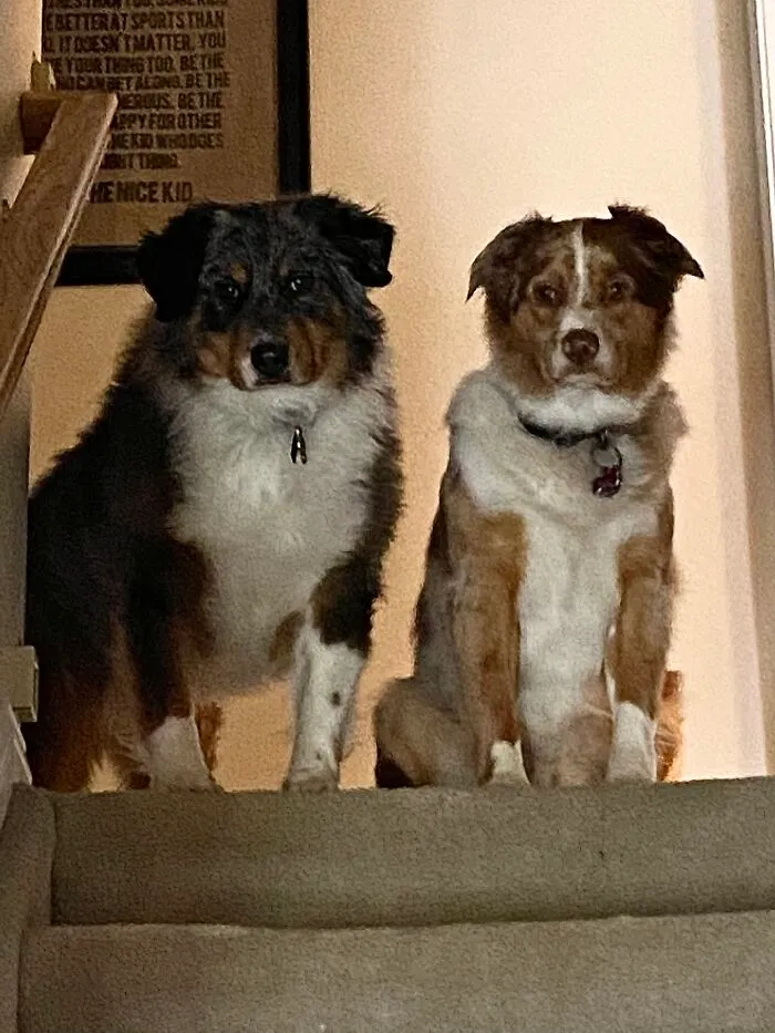 My Aussies