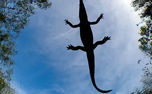 Mangroves And Ecosystems: 30 Best Pictures Of 2022 Mangrove Photography Awards