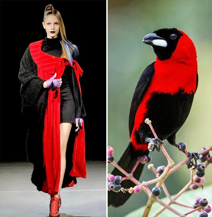 La moda suele inspirarse en la naturaleza y esta cuenta de Instagram lo demuestra (30 nuevas fotos)