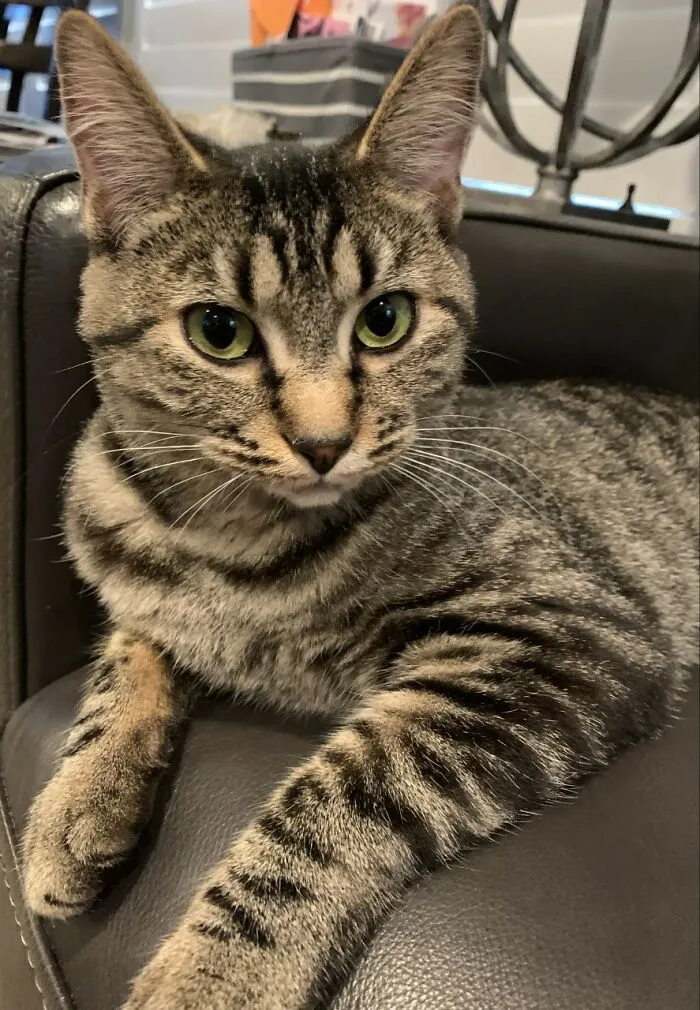 My Cat Smokey!