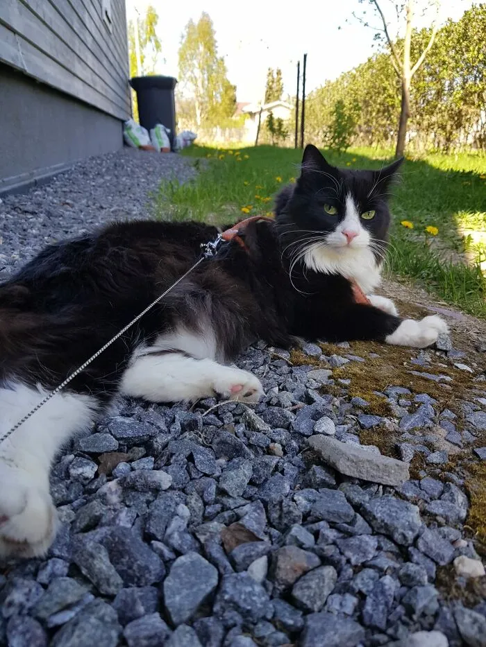 Sipi Hanging Out