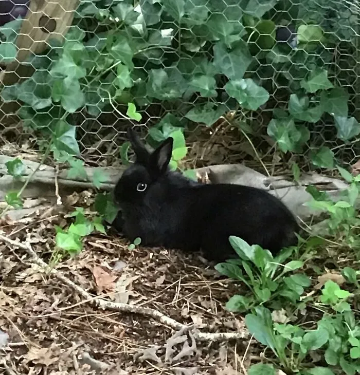 My Bunny, Cherry