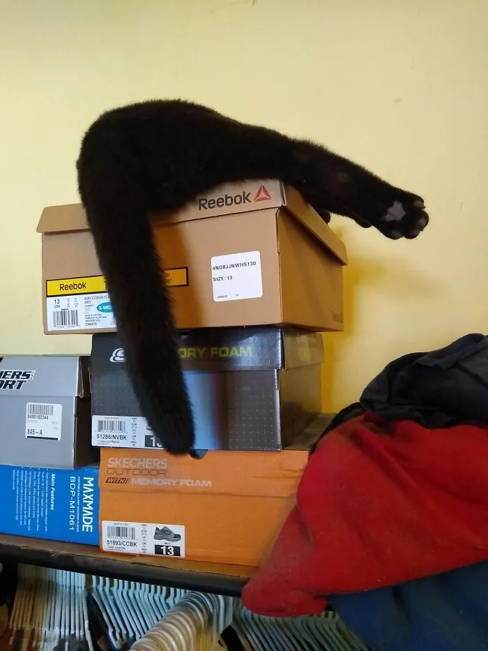 Mr. Mistoffelees